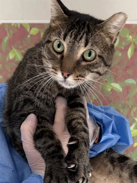 Aggie - Domestic Short Hair