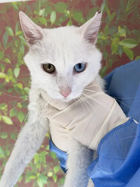 Dart - Domestic Short Hair