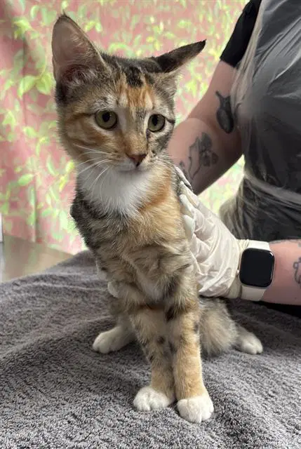 Raider - Domestic Short Hair