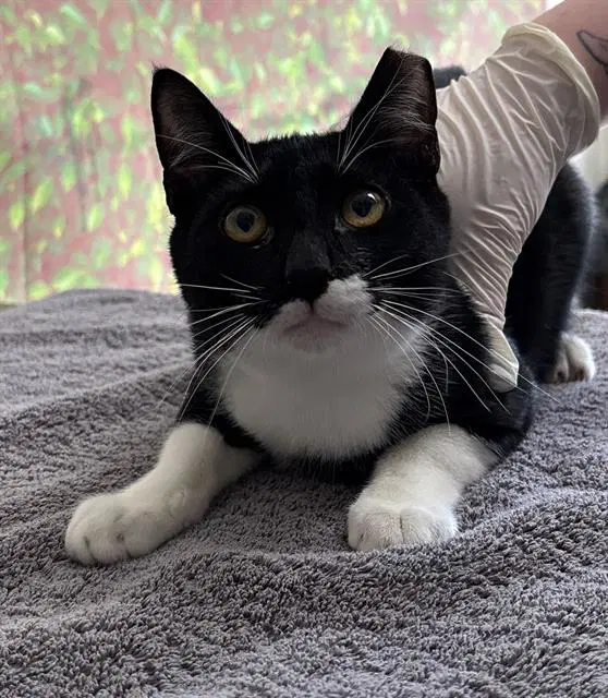 Longhorn - Domestic Short Hair