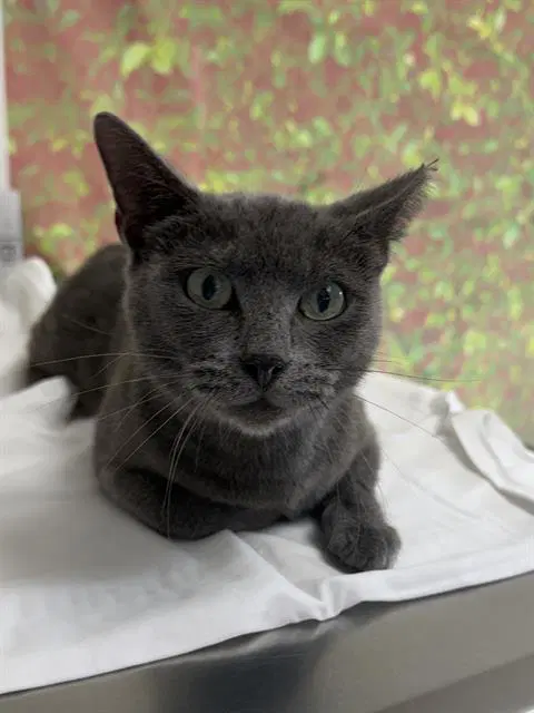 Bear - Domestic Short Hair