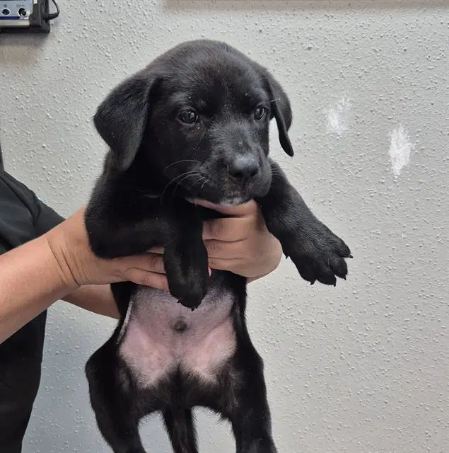 Titan - Labrador Retriever