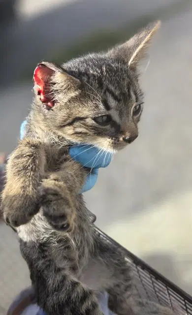 Lili - Domestic Short Hair