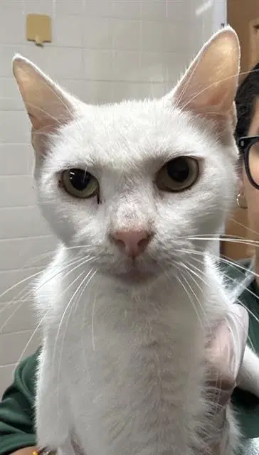 Daisy - Domestic Short Hair