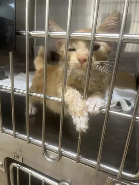 Peanut Butter - Domestic Short Hair