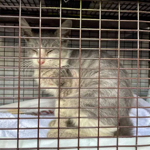 Eowyn - Domestic Short Hair