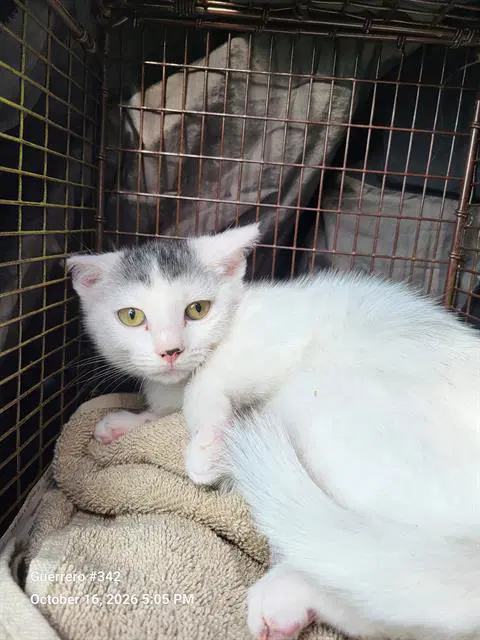 Layla - Domestic Short Hair