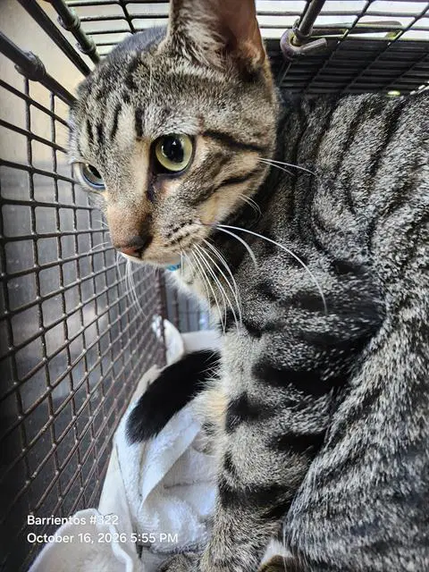 Ash - Domestic Short Hair