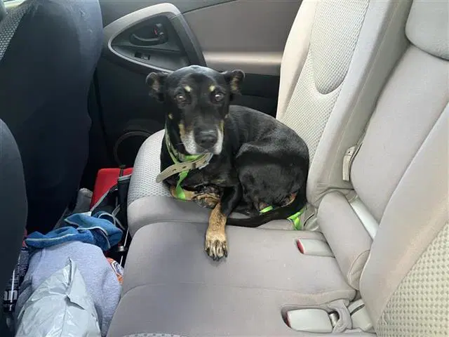 Joaquin - Doberman Pinscher