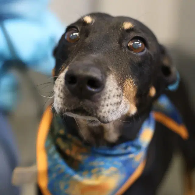 Joaquin - Doberman Pinscher