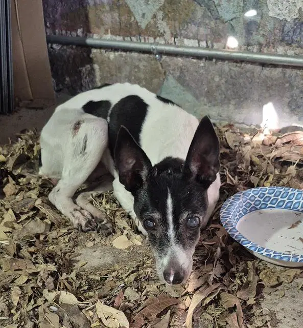 Maria - Chihuahua
