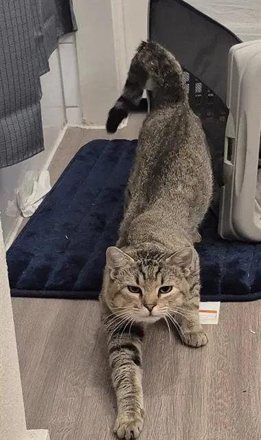 Mrbeans - Domestic Short Hair