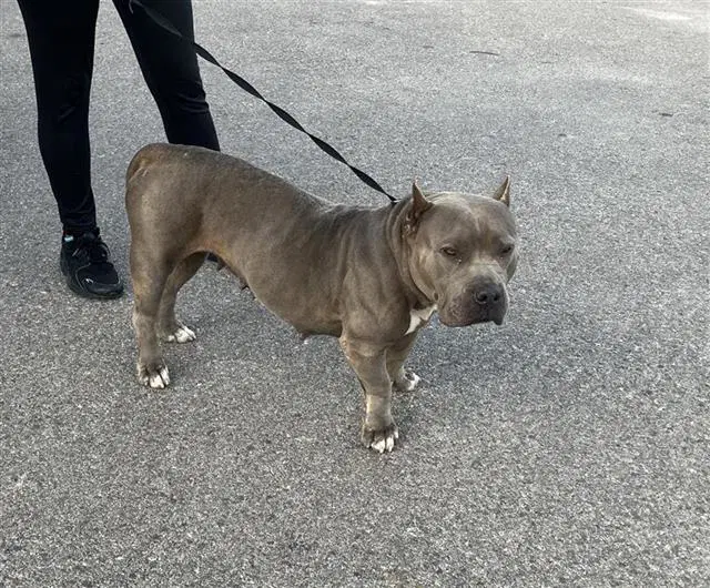 Misty - American Staffordshire Terrier