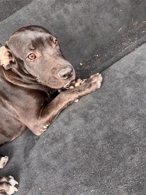Edward - American Staffordshire Terrier