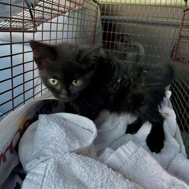 Johanna - Domestic Short Hair