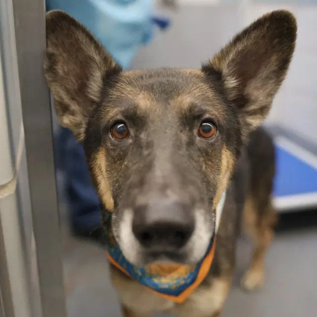 Pete - German Shepherd Dog