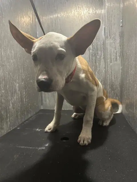 Darcy - American Bulldog