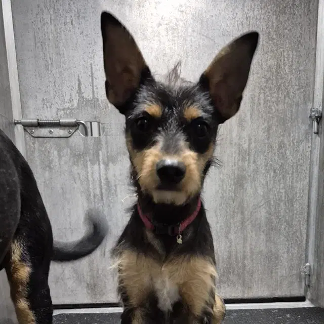 Princeton - Terrier
