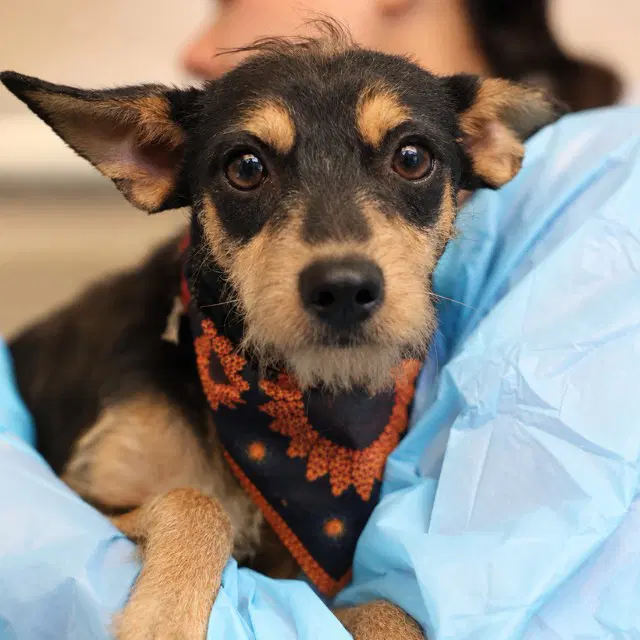 Princeton - Terrier