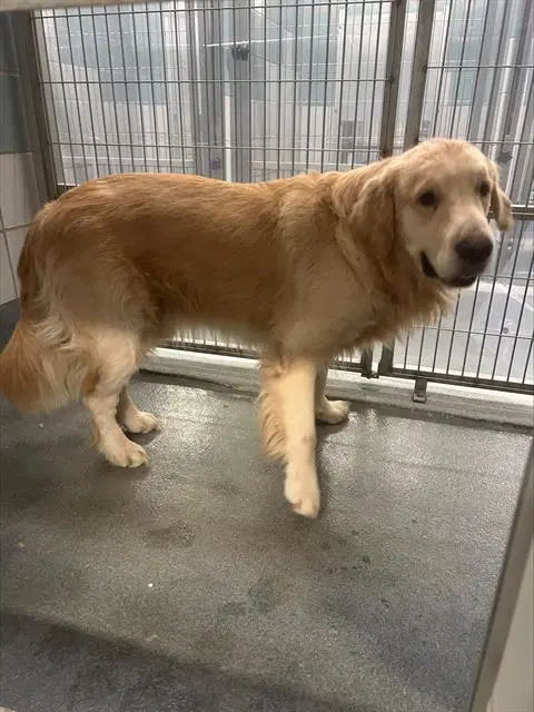 Butters - Golden Retriever