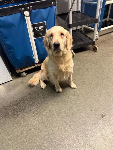 Biscuit - Golden Retriever