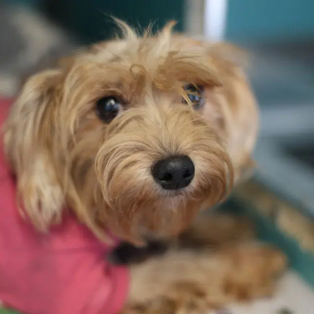 River - Yorkshire Terrier Yorkie