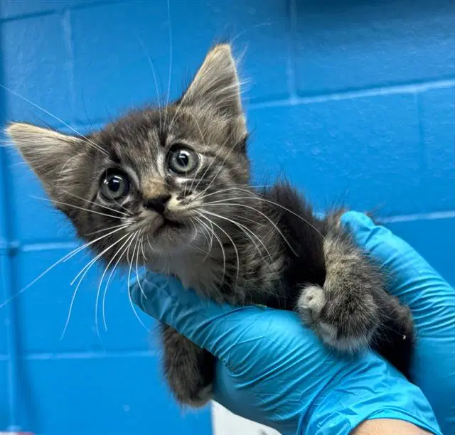 Benjamin - Domestic Short Hair