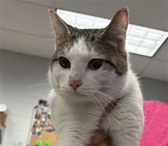 Charles - Domestic Short Hair