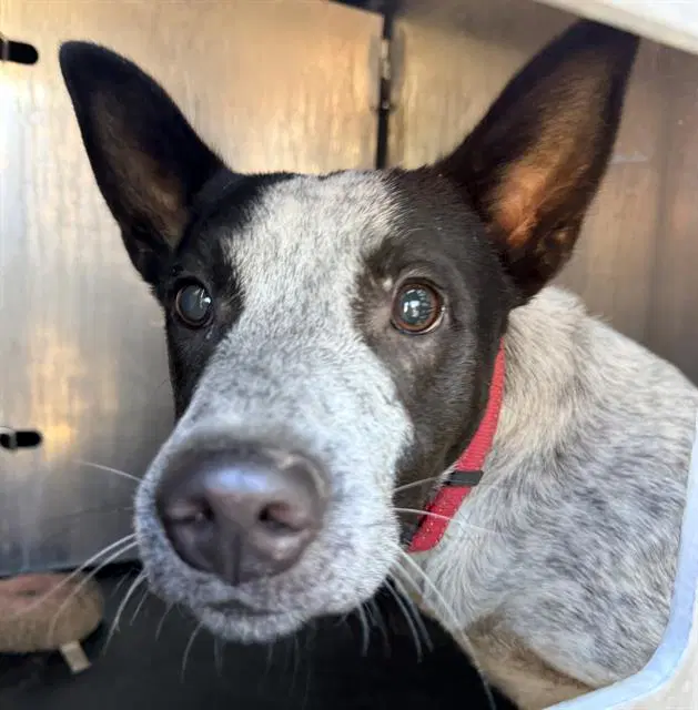 Clide - Australian Cattle Dog/Blue Heeler
