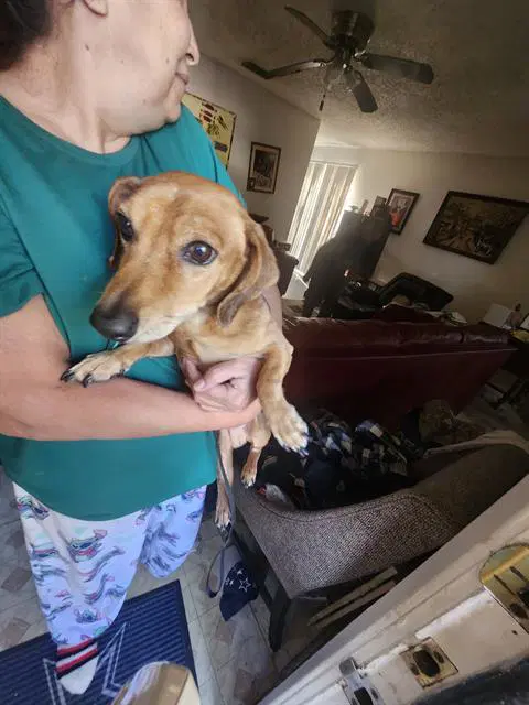 Buddy - Dachshund