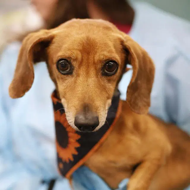 Buddy - Dachshund