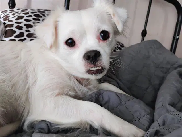 Thumbelina - Chihuahua