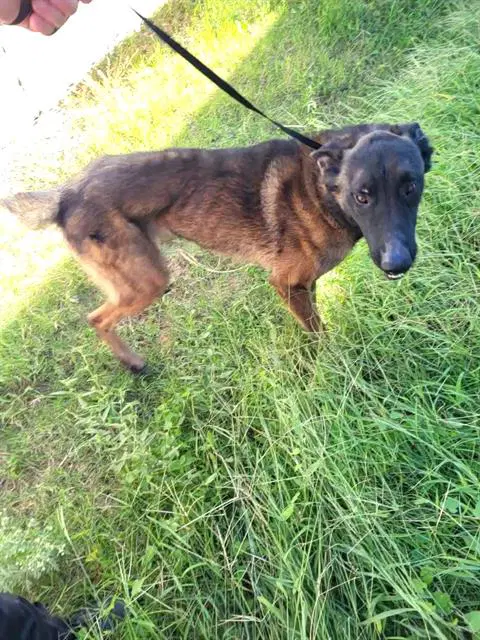 Rhodey - Belgian Shepherd Malinois