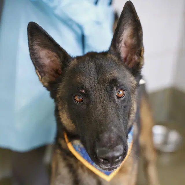 Rhodey - Belgian Shepherd Malinois