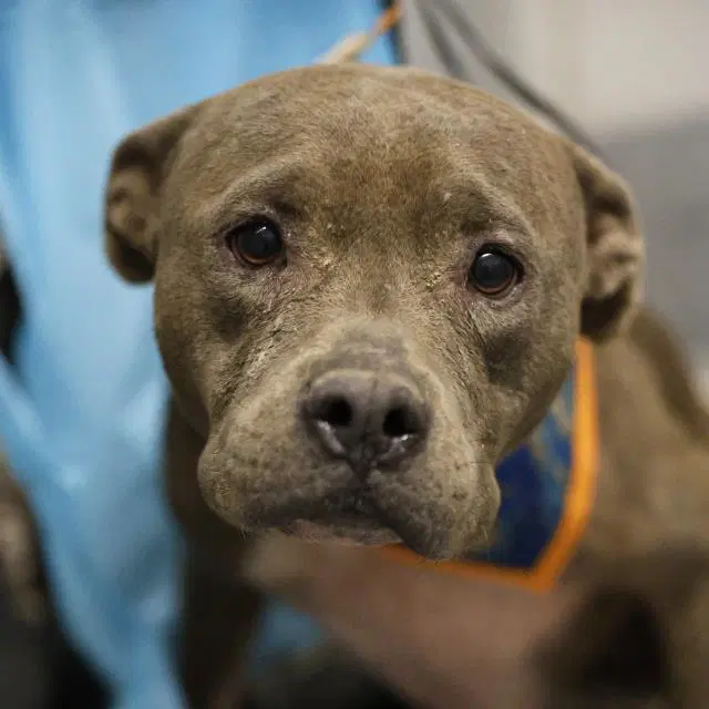 Ruby - American Staffordshire Terrier