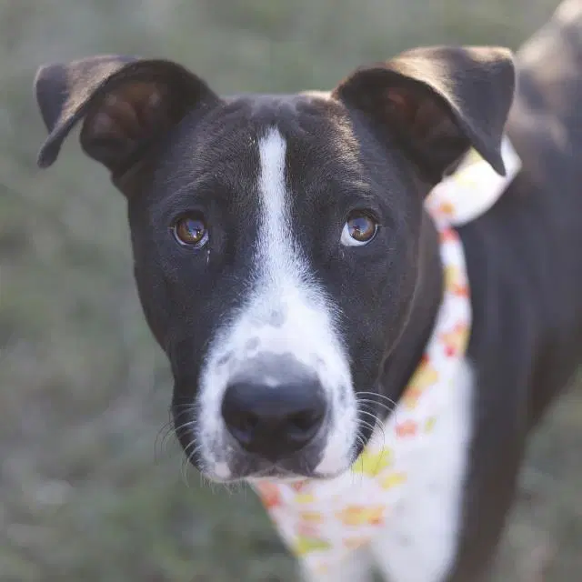 Gunner - American Staffordshire Terrier