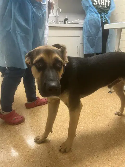 Victor Frankenstein - German Shepherd Dog