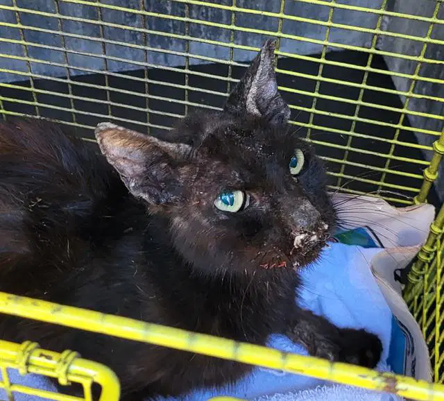 Dracula - Domestic Short Hair