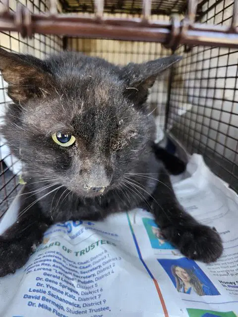 Thomas - Domestic Medium Hair