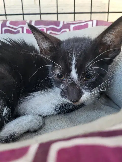 Count Tux-Ula - Domestic Short Hair