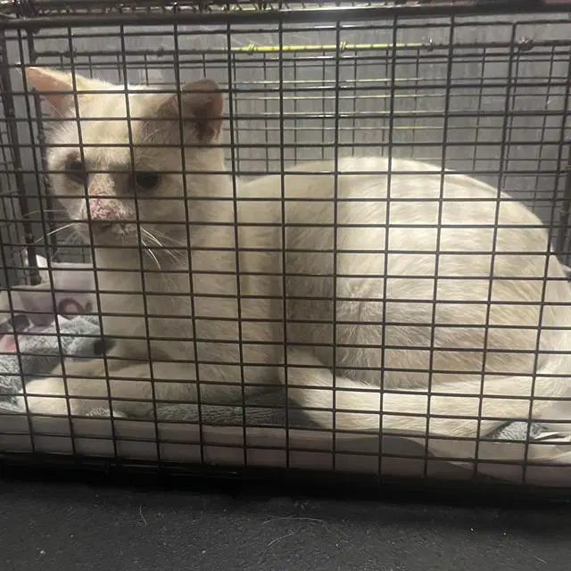 Jojo - Domestic Short Hair