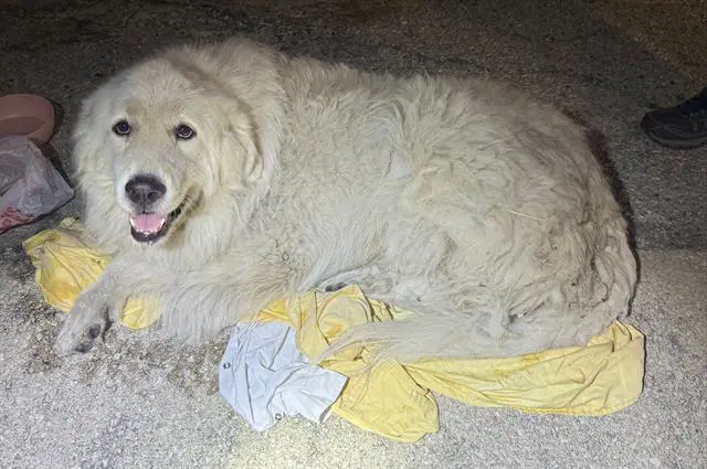 Champ - Great Pyrenees