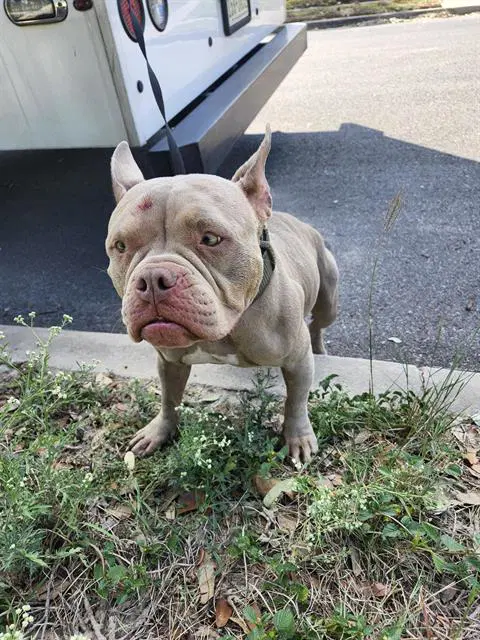 Star - American Staffordshire Terrier