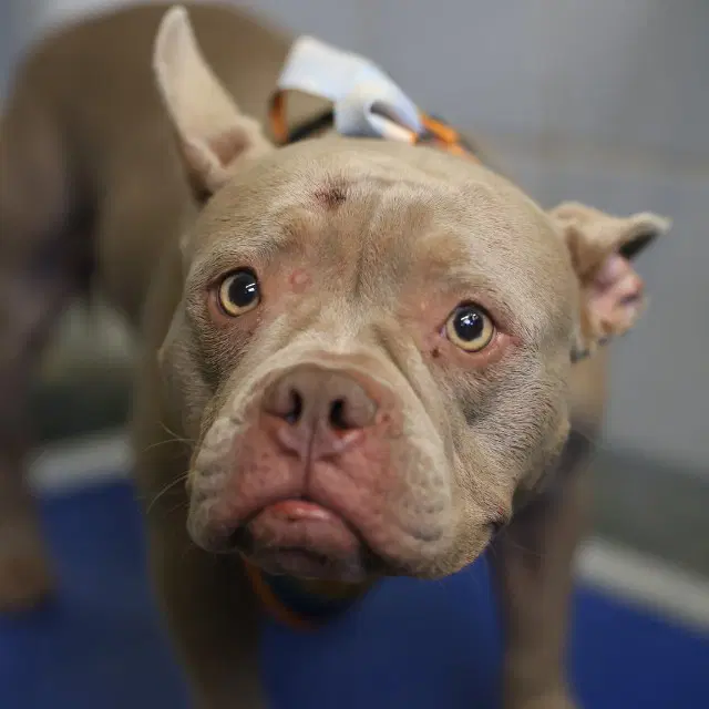 Star - American Staffordshire Terrier