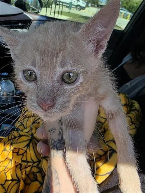 Epi - Domestic Short Hair