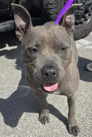 Roma - Pit Bull Terrier