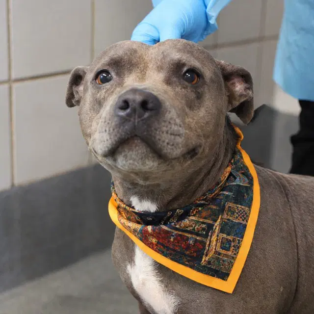 Roma - Pit Bull Terrier