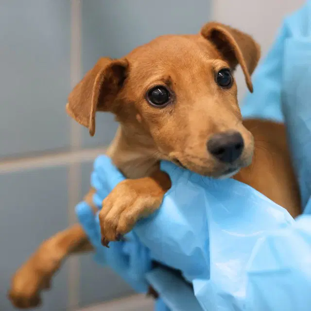Tammy - Vizsla