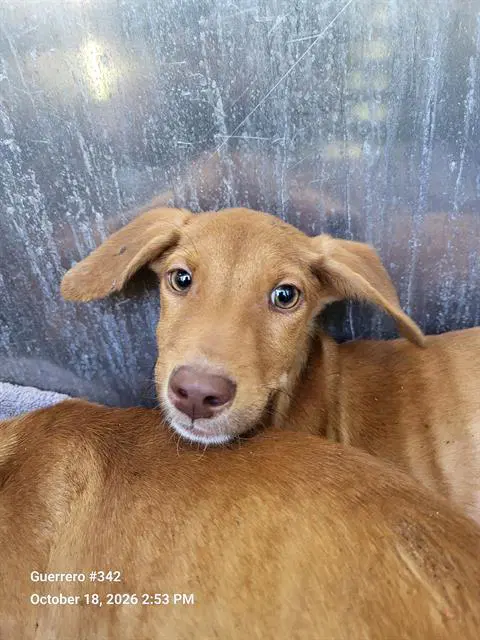 Timmy - Vizsla