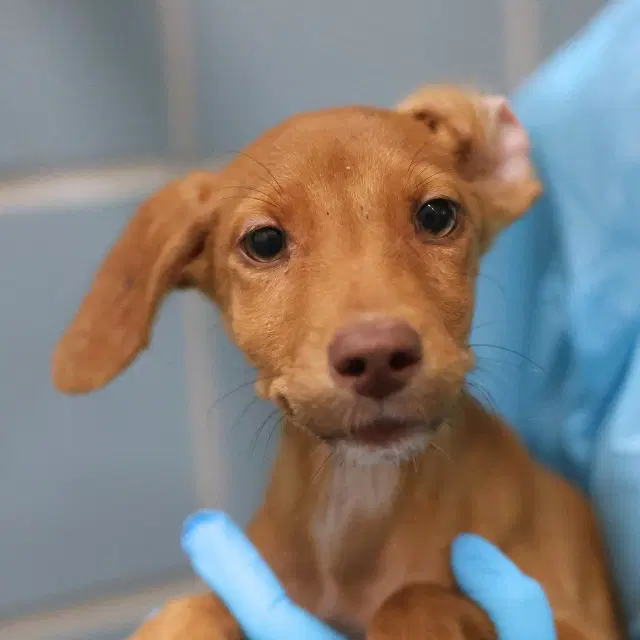 Timmy - Vizsla